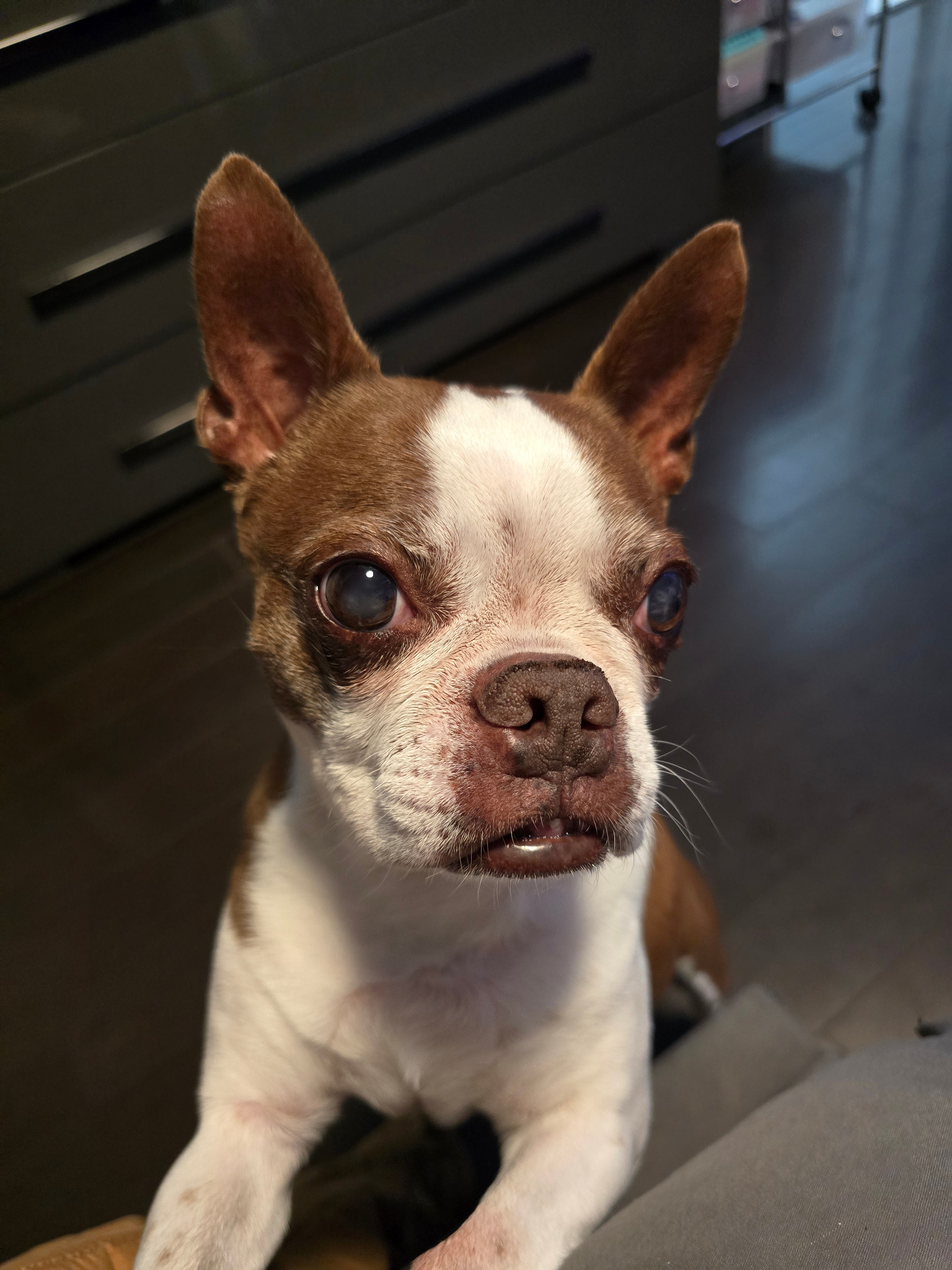 Antonio the Boston Terrier